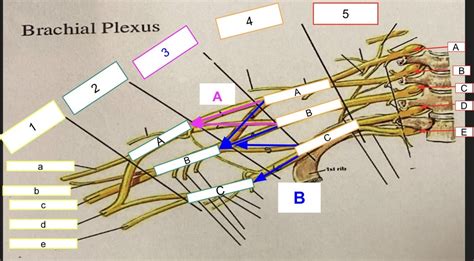 Brachial Plexus Lab Practical 1 Diagram Quizlet