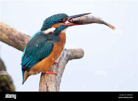 Common Kingfisher Alcedo Atthis Stock Photo Alamy