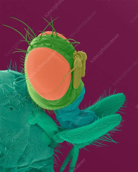 Mediterranean Fruit Fly Head SEM Stock Image C032 3995 Science