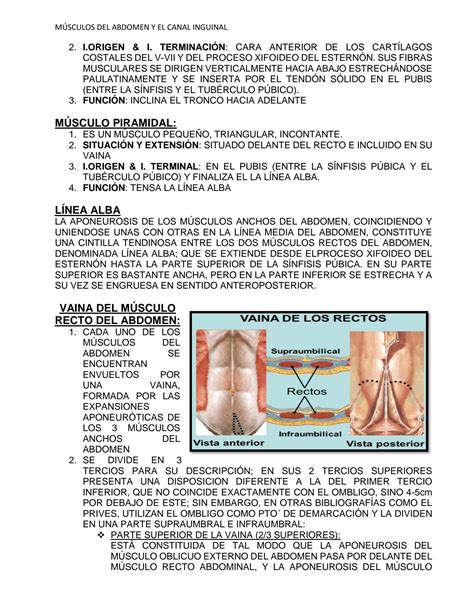 Solution Resumen De M Sculos Del Abdomen Y Canal Inguinal Studypool