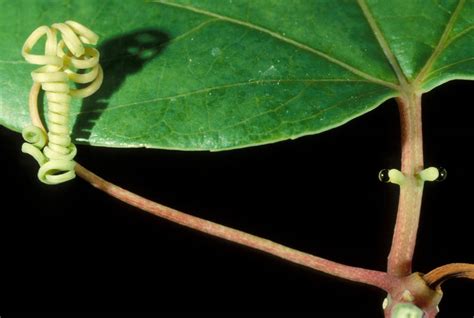 Passiflora Pfordii Passifloraceae Image At Phytoimages Siu Edu