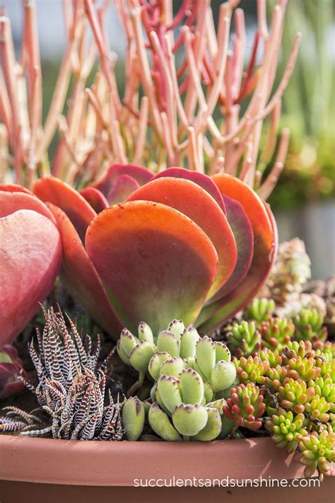 Stunning Succulent Display Gardens At Waterwise Botanicals Succulents