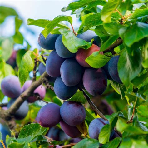 Plum Fruit Tree