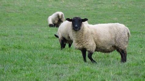 images gratuites herbe champ prairie campagne troupeau paturage