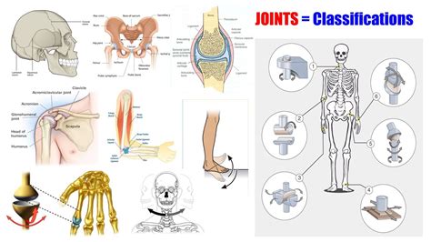 Anatomy And Physiology 66 Classification Of Joints Different Types Of Joints Types Of Joints