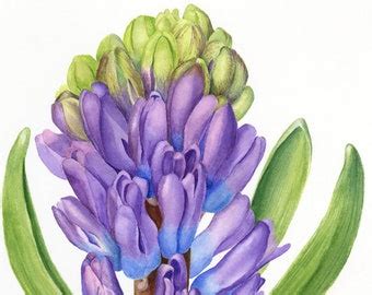 Purple Hyacinth Print Etsy