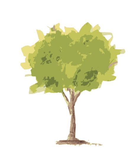 Albero Acquerello Illustrazione Png