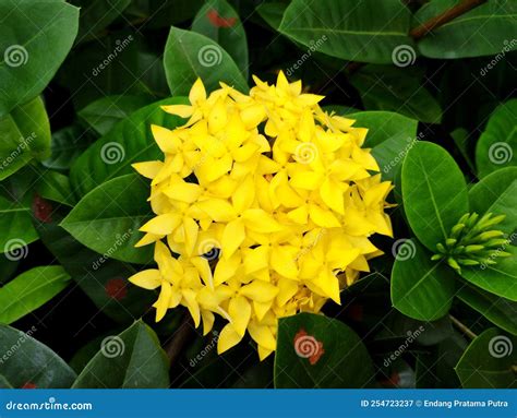 Jungle Geranium Flowers Are Yellow With Dense Bushes For Garden