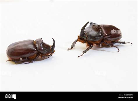 Rhinoceros Beetle Close Up Studio Shot Insectoid Biology Wild Life