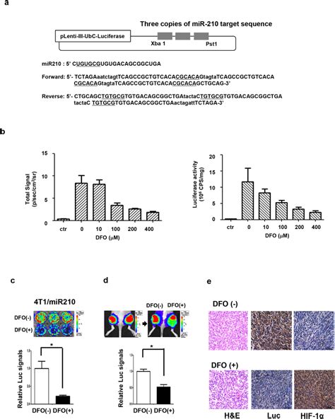 Imaging Mir 210 Expression By Dfo Induced Hypoxia In 4t1 Cells A