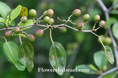 Common Name Lotus Jujube African Jujube Lote Fruit Lotus Tree