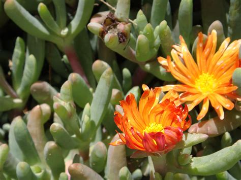 Succulent Plants On The California Coast