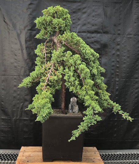 Juniperus Procumbens Nana Bonsai