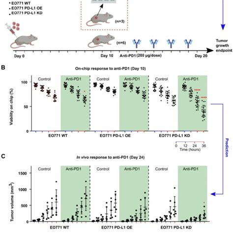 Profiling Of Tumor Responses To Anti PD1 Blockade Using The Mini Tumor