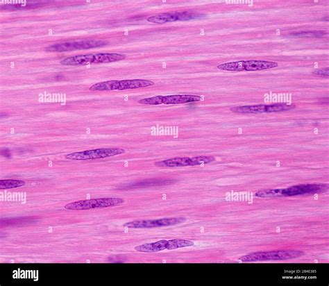 Nueva Zelanda Odiseo Copiar Celula Muscular Cardiaca Microscopio