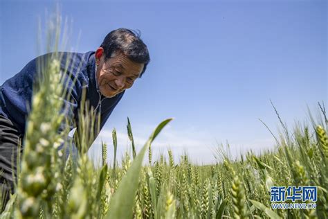 陕西渭南小麦长势喜人 丰收在望 新华网陕西频道