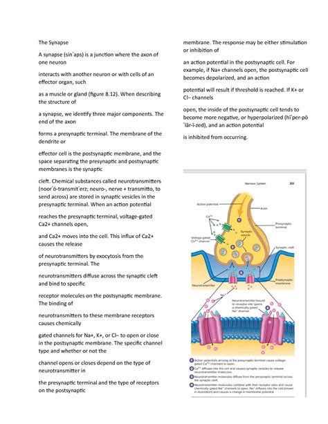 Seeley S Anatomy And Physiology Chapter 8 6 The Synapse A Synapse Sin Aps Is A Juncton Where