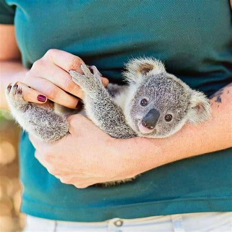 🤔does First Pic Are Real Tag Someone🙆‍♀️ Who Love Koalas Followus 👉 Perfect Wildlifee From