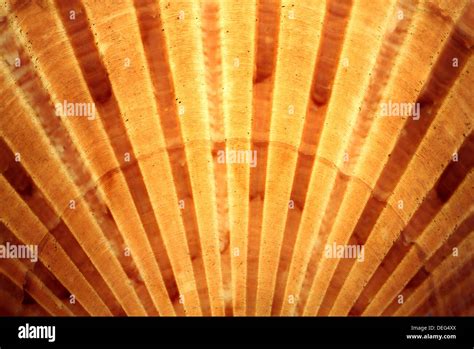 Scallop Pattern Hi Res Stock Photography And Images Alamy