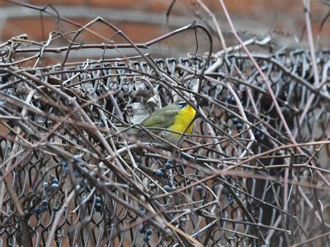 Ebird Qu Bec Checklist Jan Parc De L Aqueduc Species