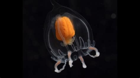 Underwater views of Antarctic jellies are 'a magic portal to another world' | Live Science