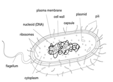 Simple Prokaryotic Cell Diagram