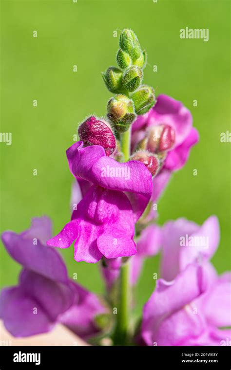 Red Snap Dragon Plant Hi Res Stock Photography And Images Alamy