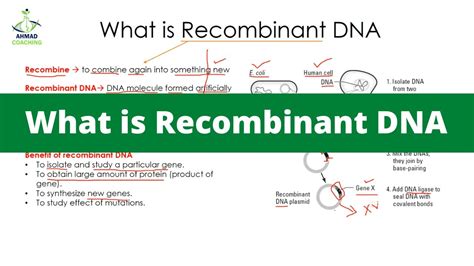 What Is Recombinant Dna Biotechnology Youtube