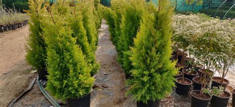 10 Types of Arborvitae Trees You Will Swoon Over