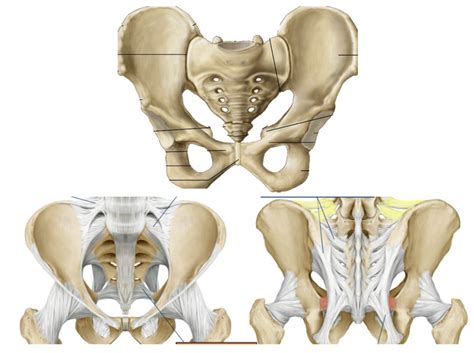 Bones And Ligaments Of The Pelvic Girdle Diagram Quizlet