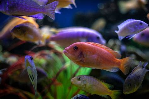 African Cichlids Colorful Types The Beauty Of Diversity