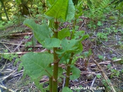 Polygonum Cuspidatum - Japanese Knotweed - Identification & Pictures ...