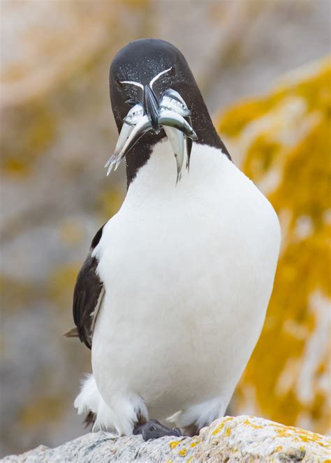 Razorbill | Audubon Field Guide