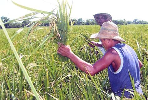 Arroceros Dicen Que Ninguno De Los 5 MinAgricultura Les Ha Cumplido