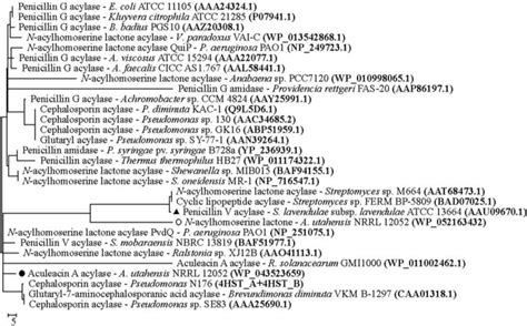 Figure From Design And Expression Of Recombinant Penicillin V And