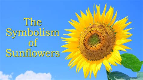 The Symbolism And Meaning Of Sunflowers Youtube