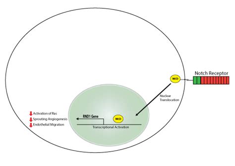 This Study Identified The Small Gtpase Rnd As A Direct Transcriptional