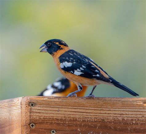 What Is The Range Of The Hooded Grosbeak Save The Eagles