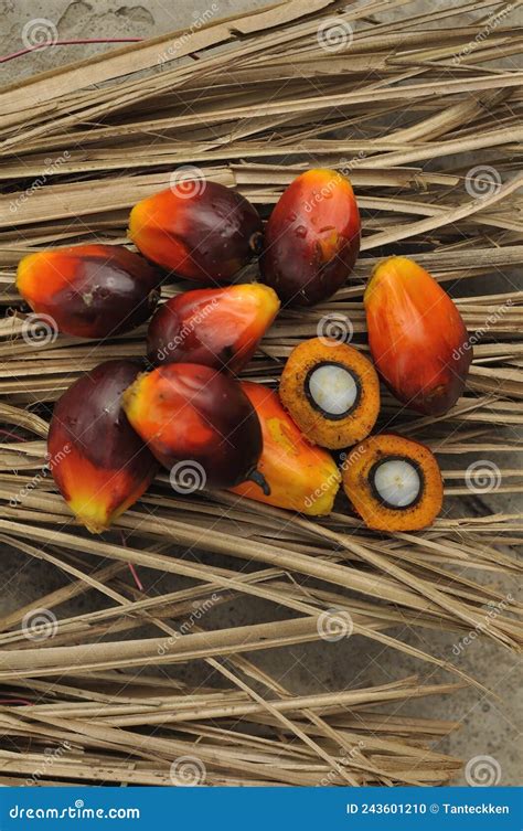 African Oil Palm Elaeis Guineensis The Oil Palm Was Introduced To