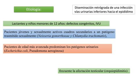 Epididimitis Y Orquitis Aguda Y Cronica 1 Ppt Descarga Gratuita