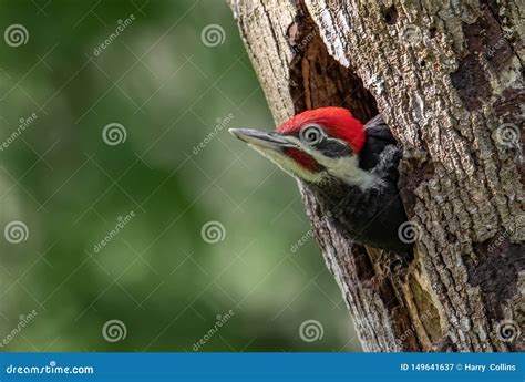 Baby Pileated Woodpecker In Tree Stock Image Image Of Fields Camera