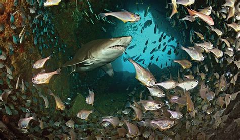 Gallery Protecting The Grey Nurse Shark Australian Geographic