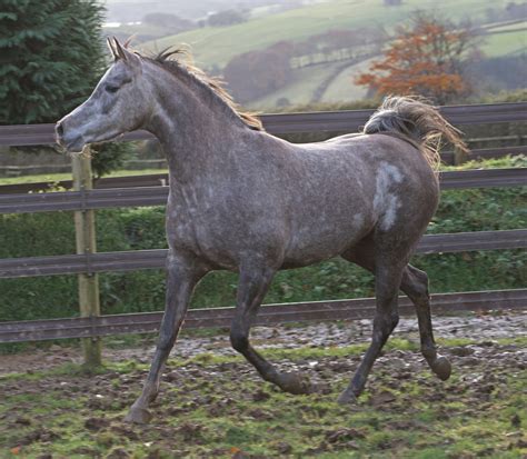 SG Safir :: Georgian Arabians - Owned by International Actors Susan ...
