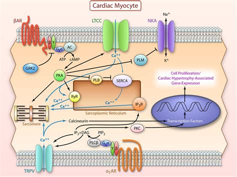 Adrenergic Nervous System In Heart Failure Circulation Research