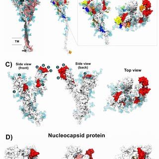 Localization Of Immunogenic And Antigenic Peptides In The 3D Structures