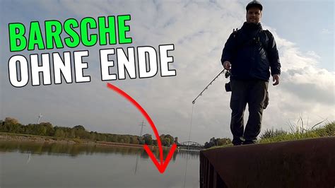 Barsche Ohne Ende Vertikal An Der Spundwand Angeln Am Kanal