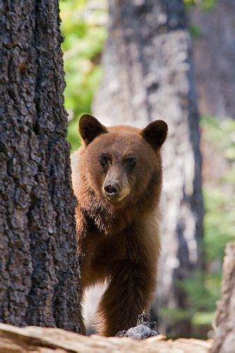 Black Bear In Yosemite National Park Ca California State Parks N