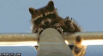 Raccoon GIFs - Find & Share on GIPHY