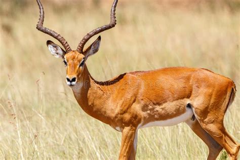 Impala antelope in Africa stock photo. Image of antelope - 7043484