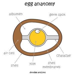 Anatomy Of A Chicken Egg - Anatomy Book